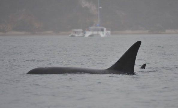 Ballenas 
