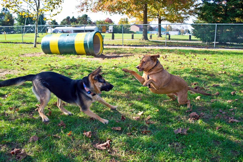 A German Shepherd and a Labrador mix at play in dog park in Central New Jersey
