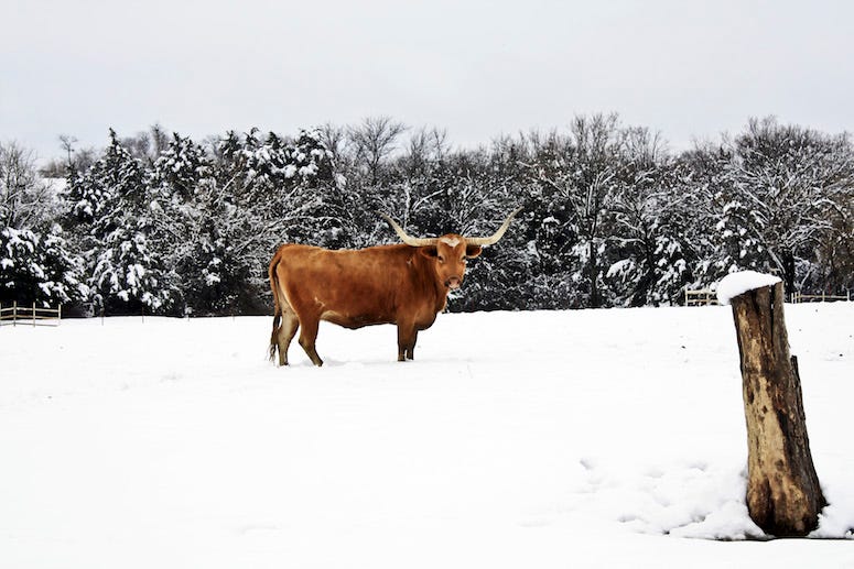 Snow, Field, Cattle, Longhorn, Texas