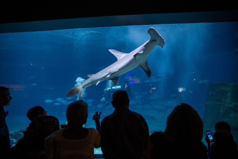Adventure Aquarium