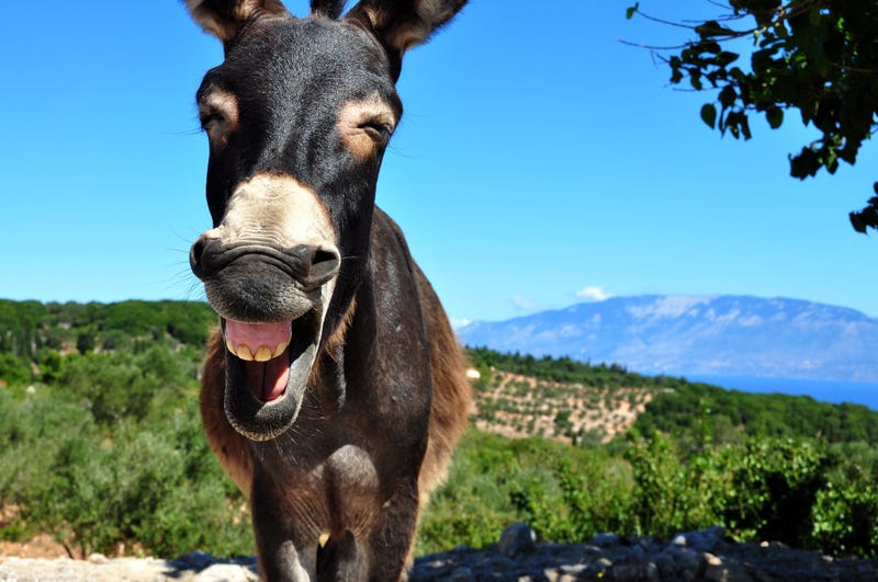 Donkey smiling