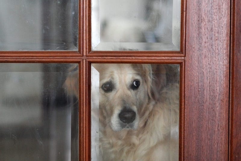 Golden retriever