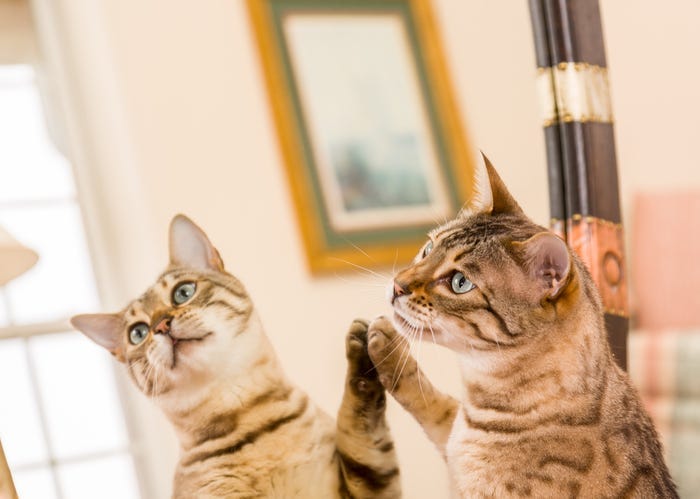 cat mirror