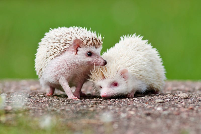 Albino Hedgehog