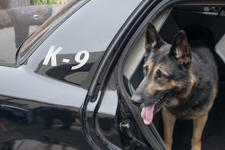 K9 Officer, Police, Dog, Car, Backseat