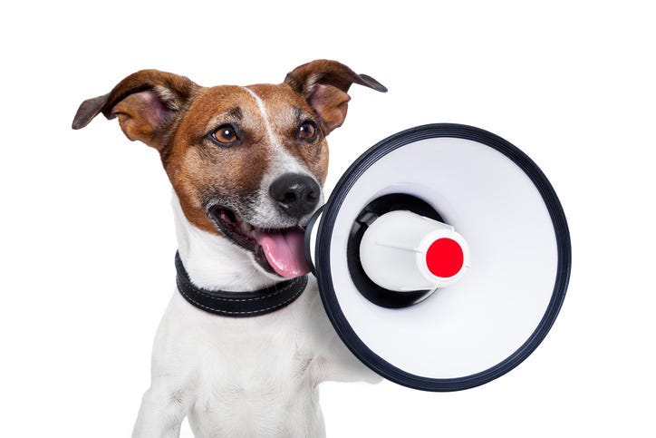talking dog