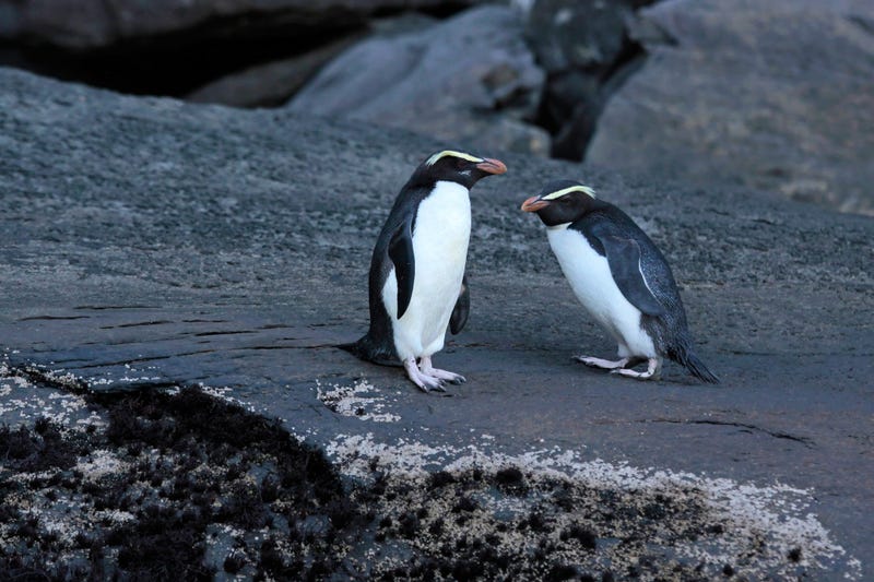 Crested Penguins
