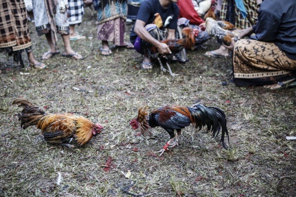 Gallos 