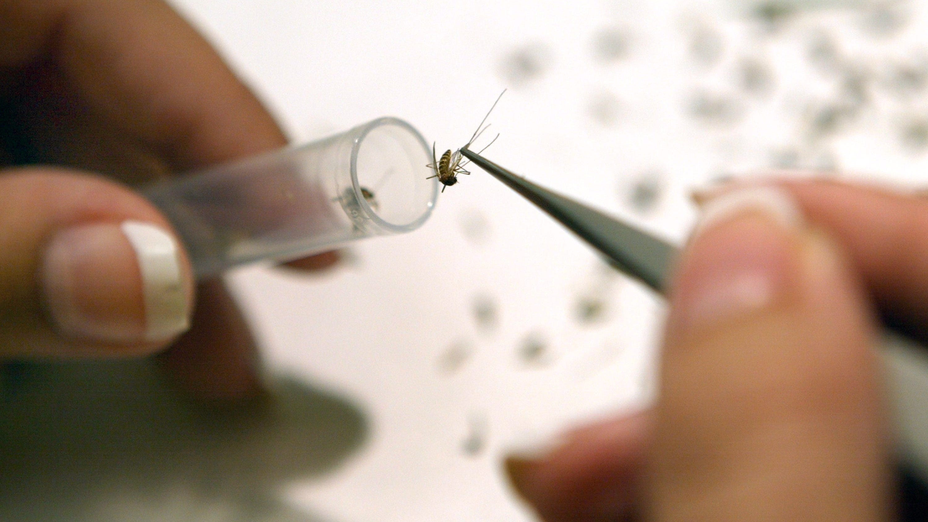 Westchester County reports 1st West Nile Virus death this year