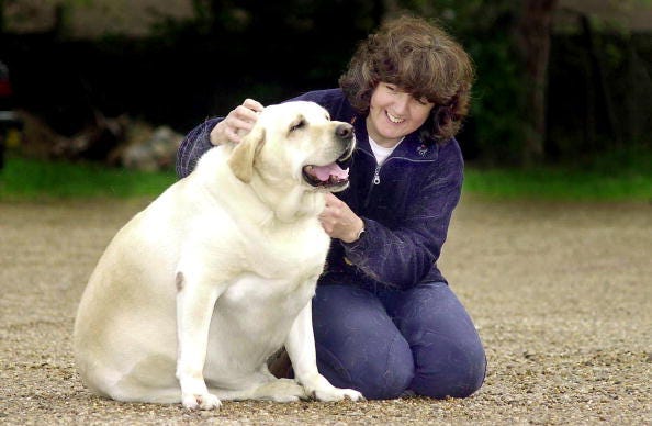 perro gordo