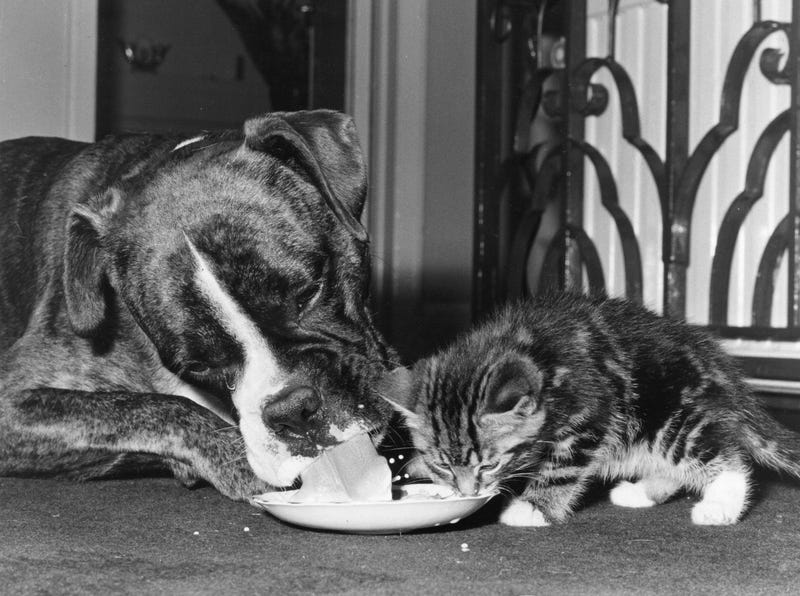 DOG & KITTEN