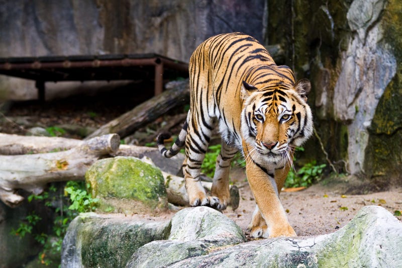 Tiger, Zoo Animal