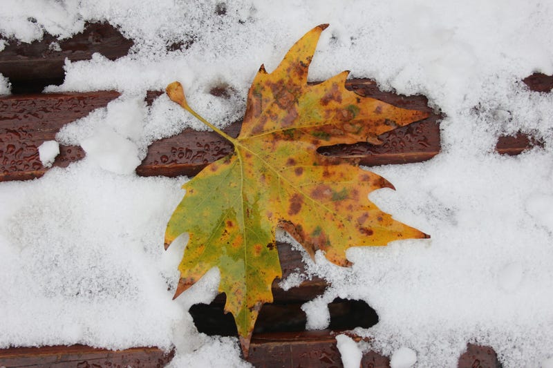 Sad leaf in the snow