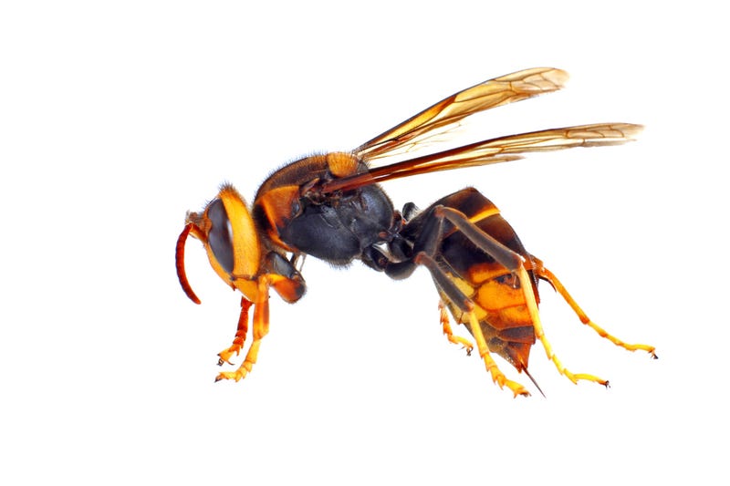 Picture of Asian hornet nicknamed 'murder hornet'