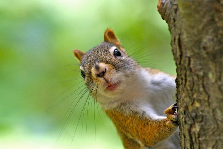 Red Squirrel, Tree, Looking, Close-Up