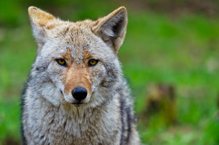 A coyote