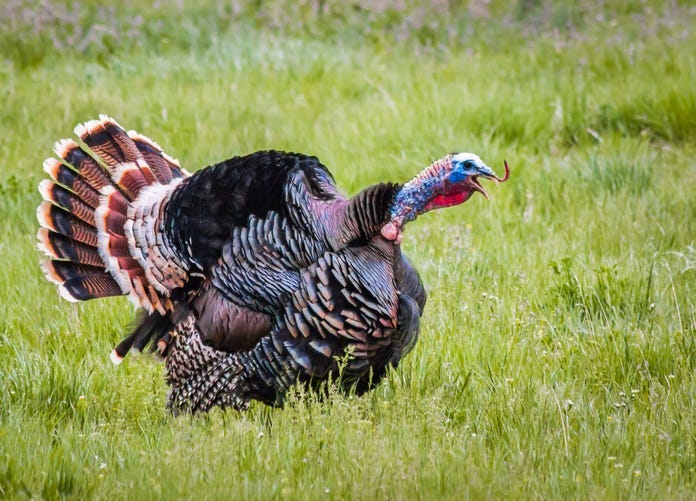 Wild Turkey