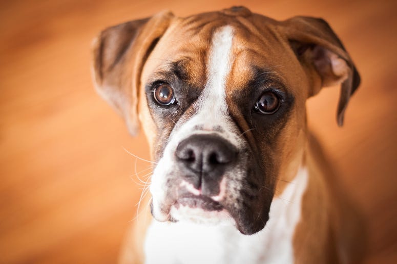 boxer