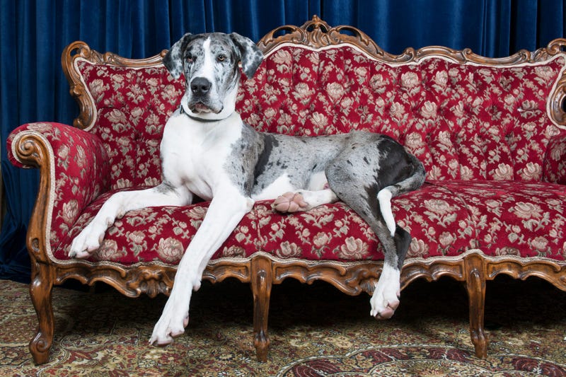 Spotted Great Dane sits on couch