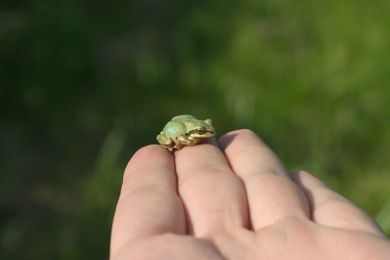 Baby Frog, Tree Frog, Hand