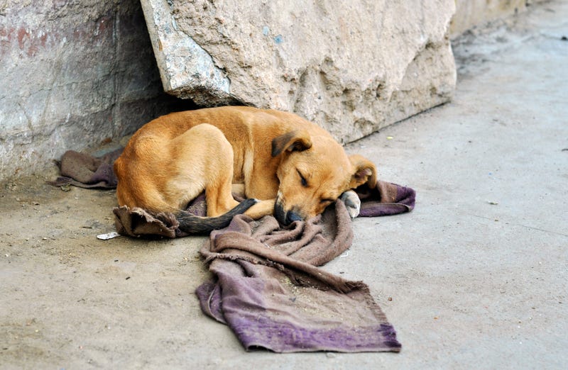 Stray dog taking nap by side of the road