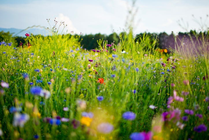 A meadow with wildflowers.