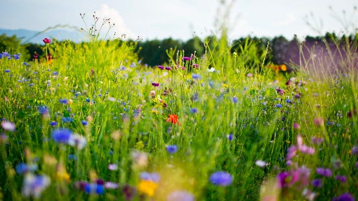 Lessons from Longwood about protecting plants from pests
