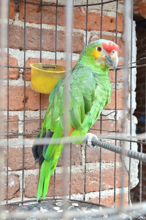 Vecino 