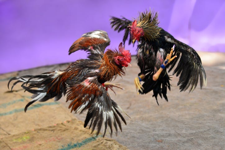 Cockfighting
