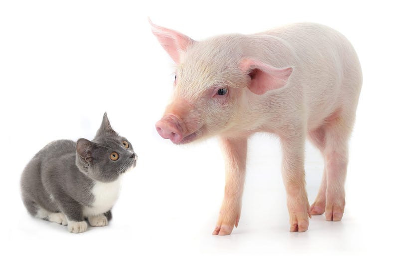 K-State research on COVID-19 in cats and pigs