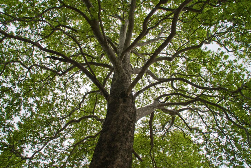 Elm Tree