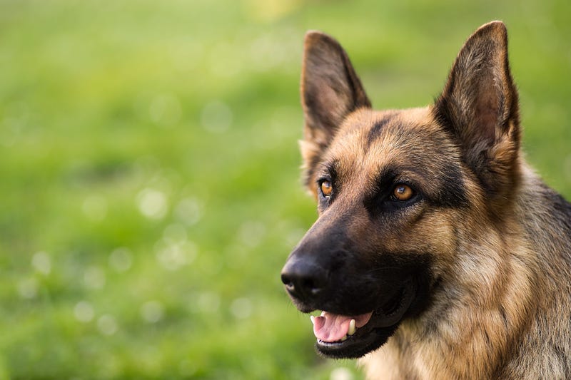 German shepherd