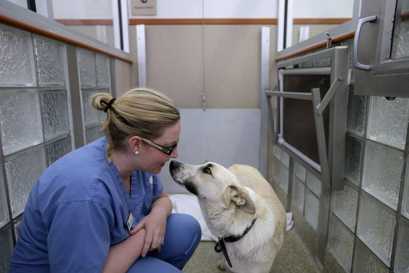 Animal Shelter