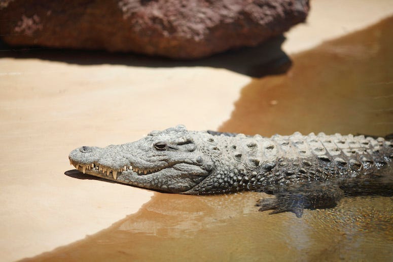 Alligator, Sand, Beach, Water, Resting