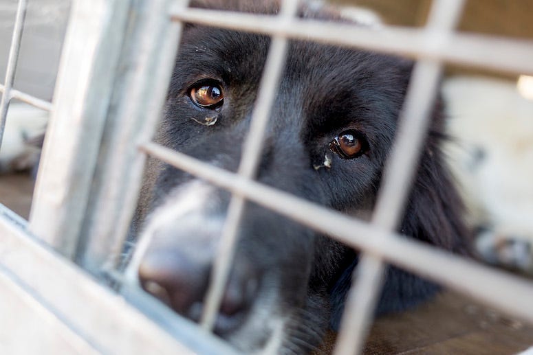 Dog, Cage, Lab