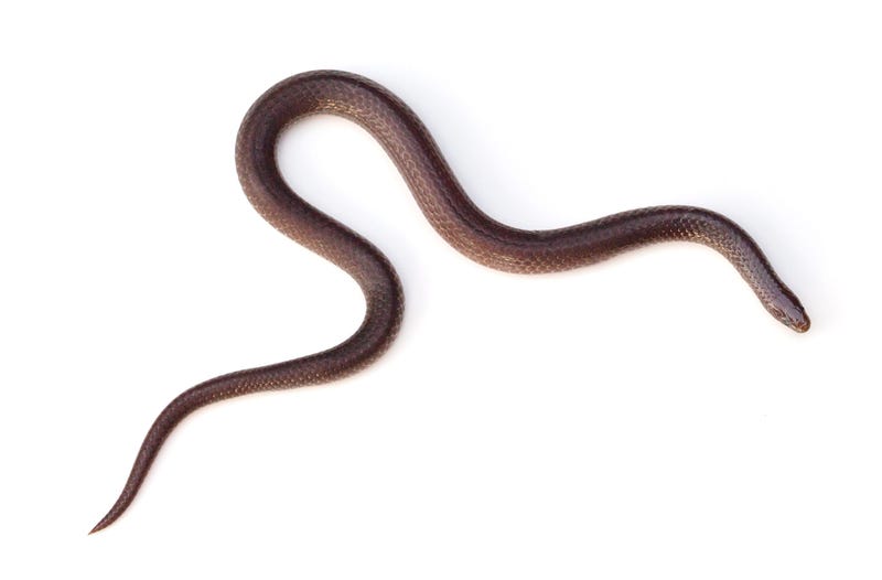 Eastern Wormsnake (Carphophis amoenus) on a white background