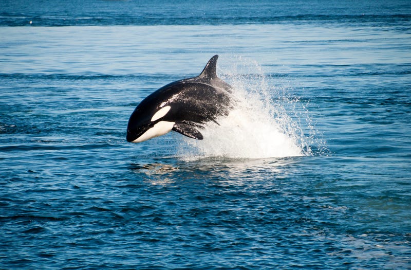 Orca