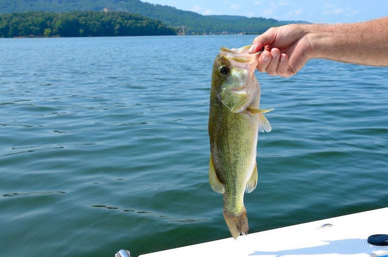 Freshwater, Large Mouth, Bass, Fish, FIshing, Caught