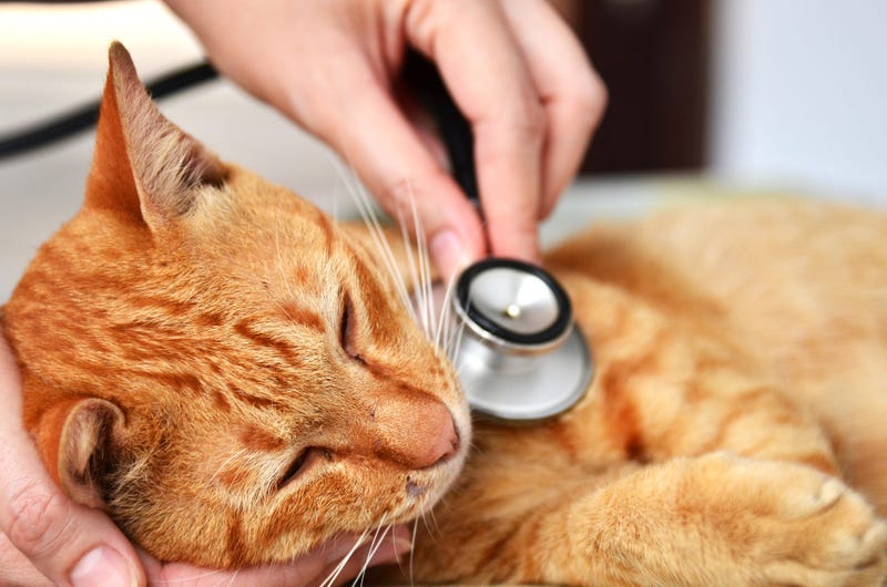 Sick Cat
