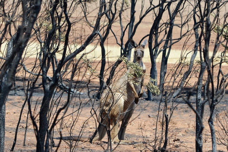 Kangaroo, Bushfire, Burnt Trees