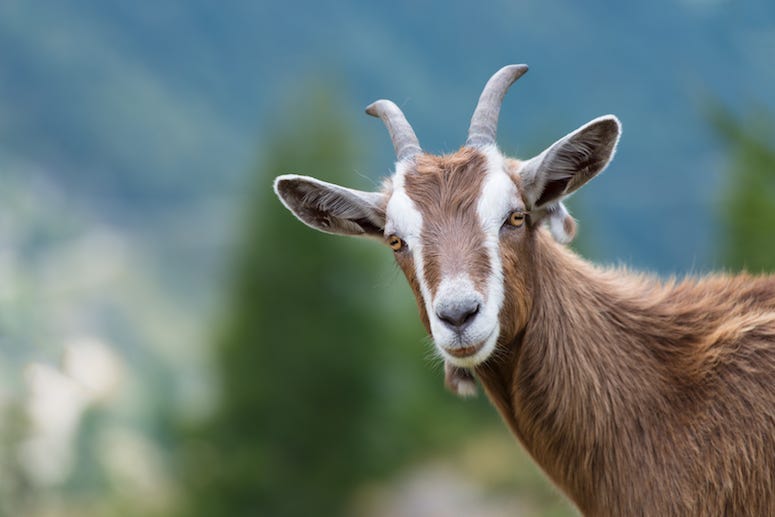 Goat, Stare, Funny