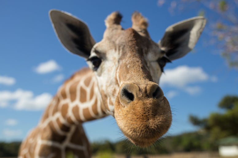 Giraffe