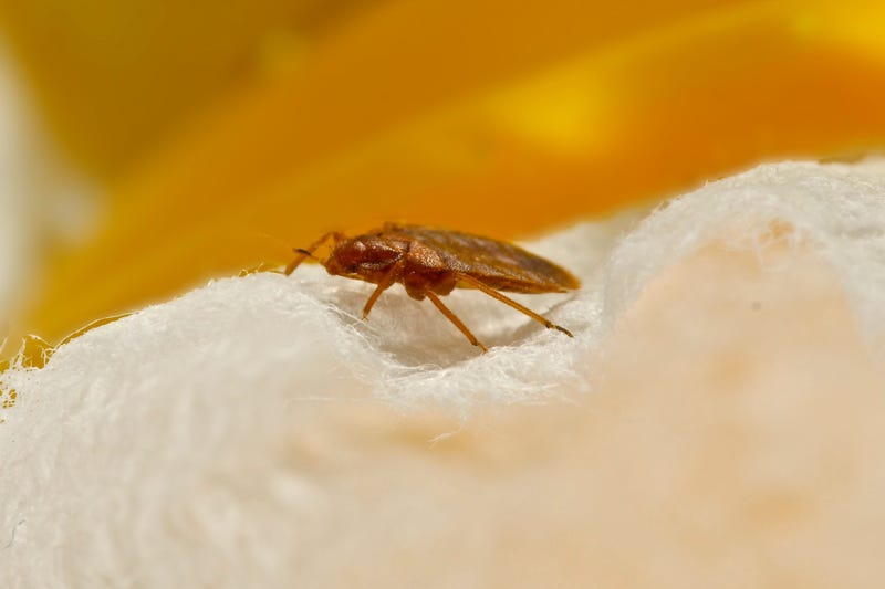Bedbug