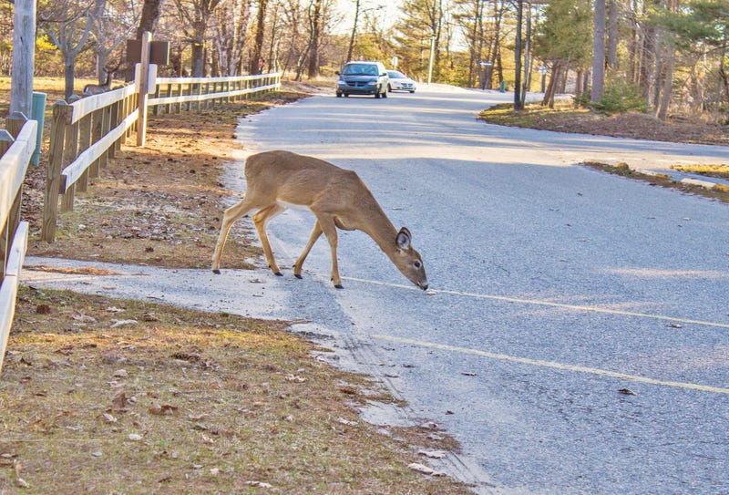 deer in road in front of car