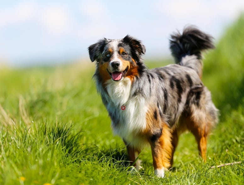 dog