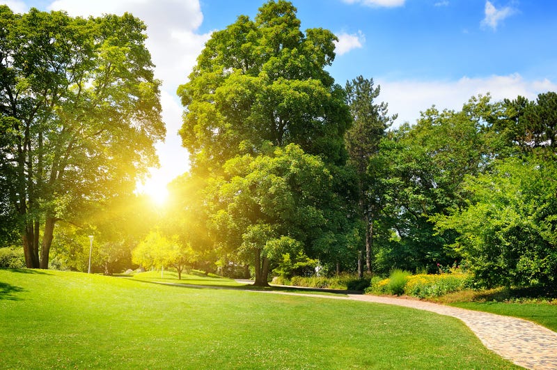 Sunshine in a park