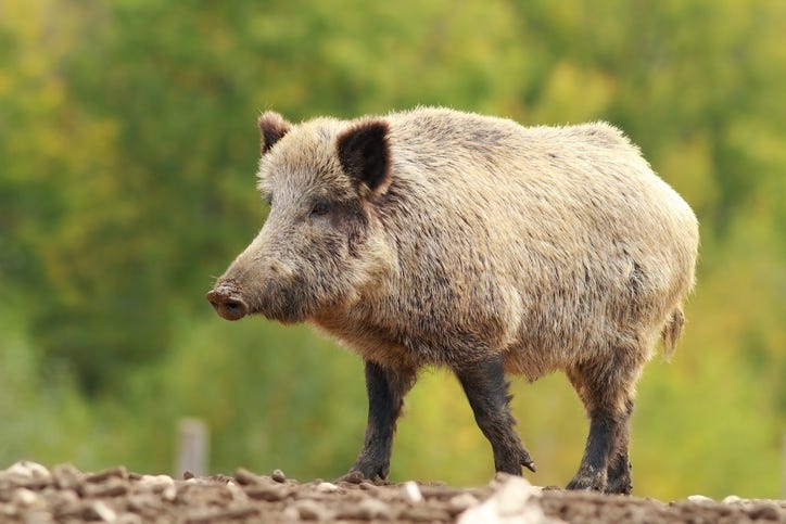 Feral Hogs