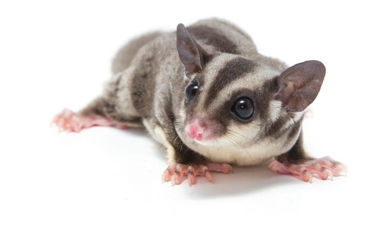 Cute Possum 1