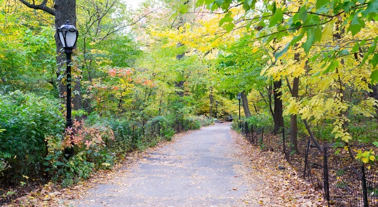The Ramble at Central Park