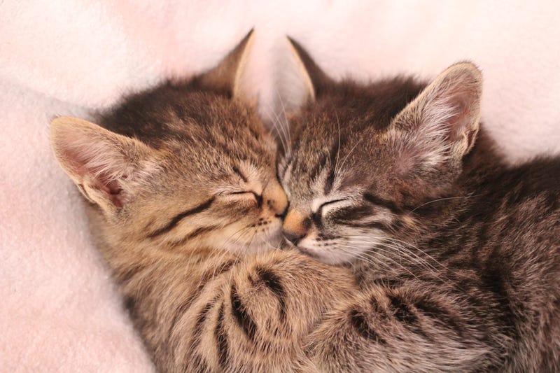 Kittens snuggling together in cuteness overload